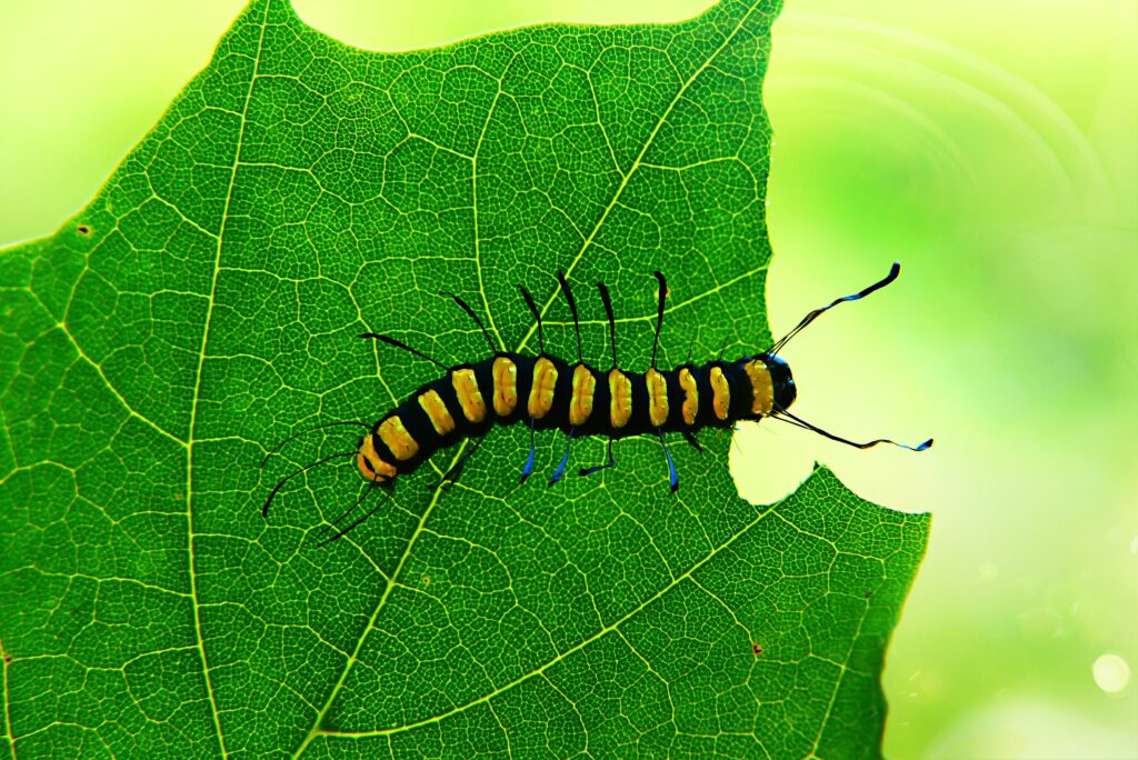 Parasitoid wasp injecting eggs into a caterpillar for natural pest control

