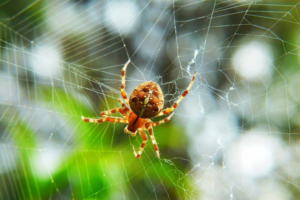 Spider in its natural habitat helping control insect populations