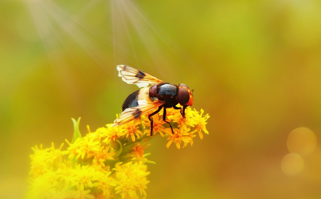 Pollinating fly on a flower in a cold or high-altitude environment