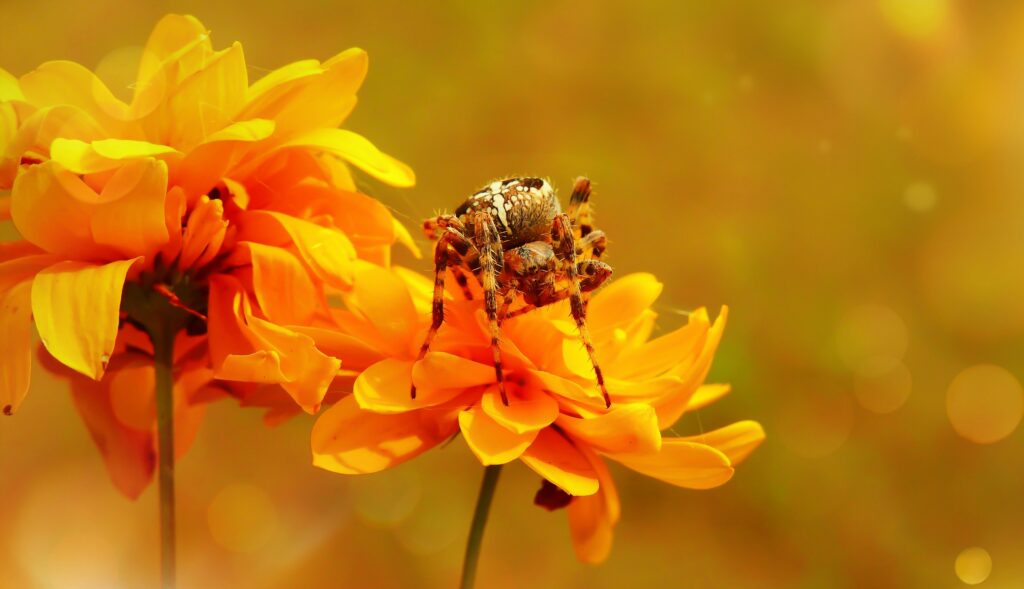 Fly and bee visiting flowers in the same habitat, symbolizing complementary roles