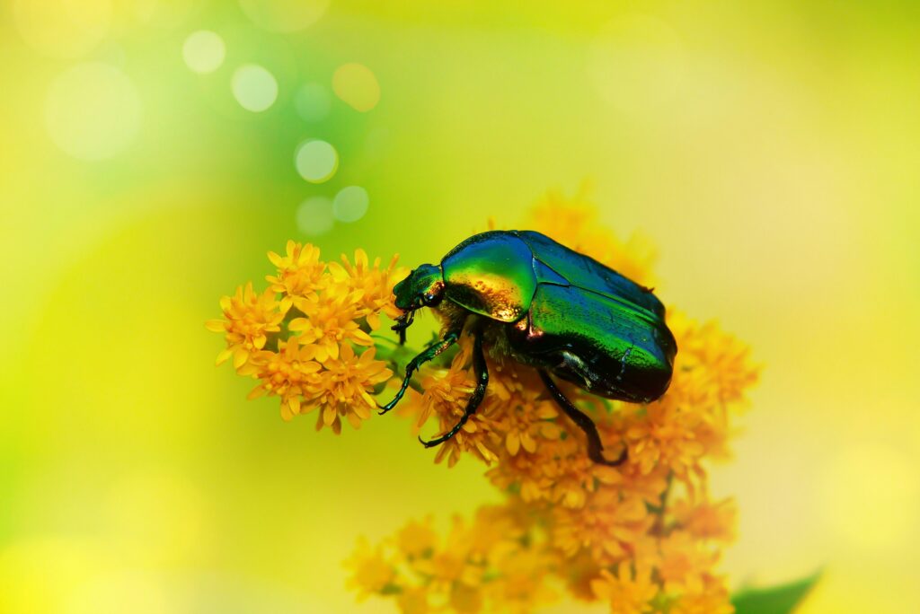 Scientific diagram showing the mechanisms behind insect color transformation