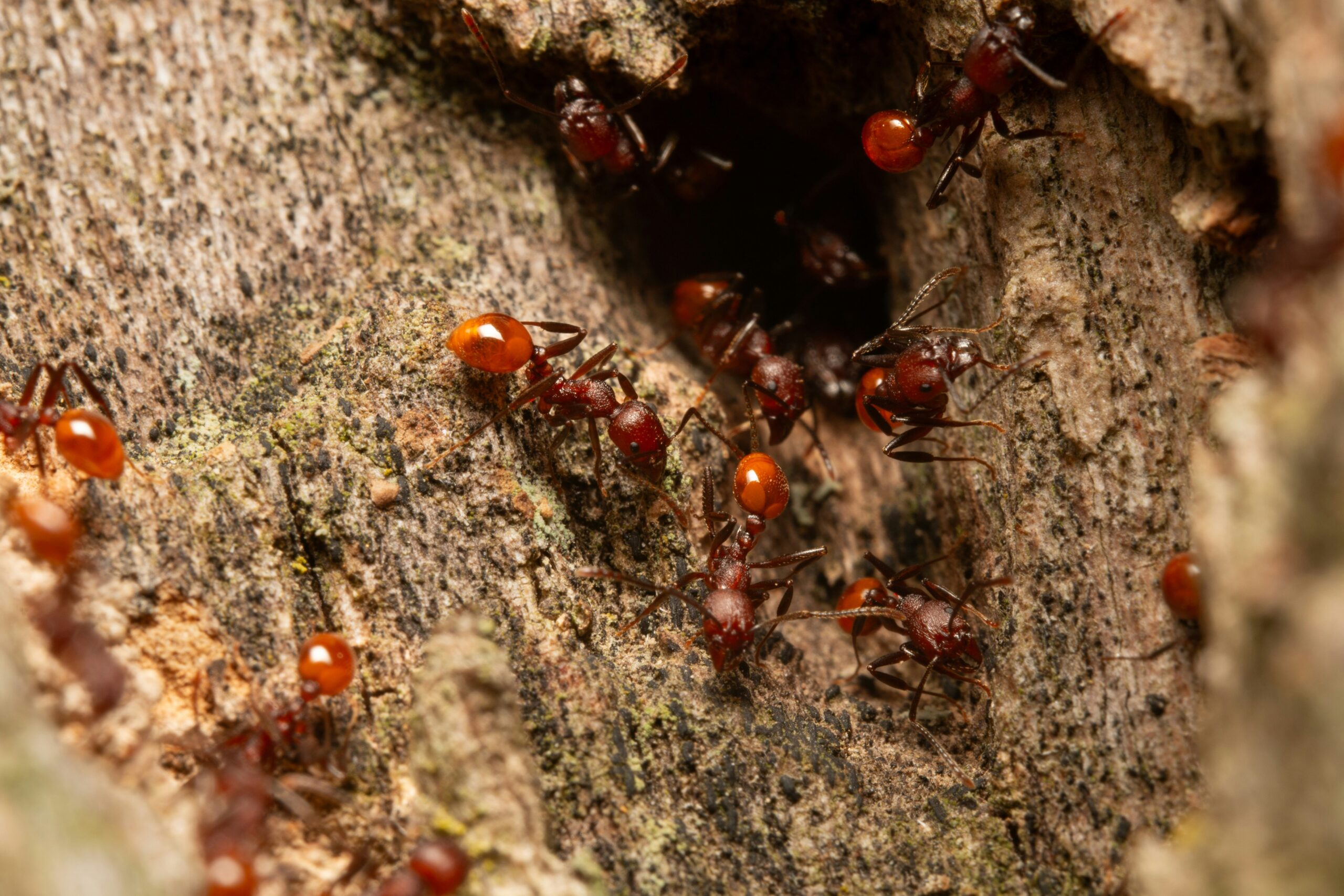 Farmer or gardener observing ants at work in a cultivated garden bed