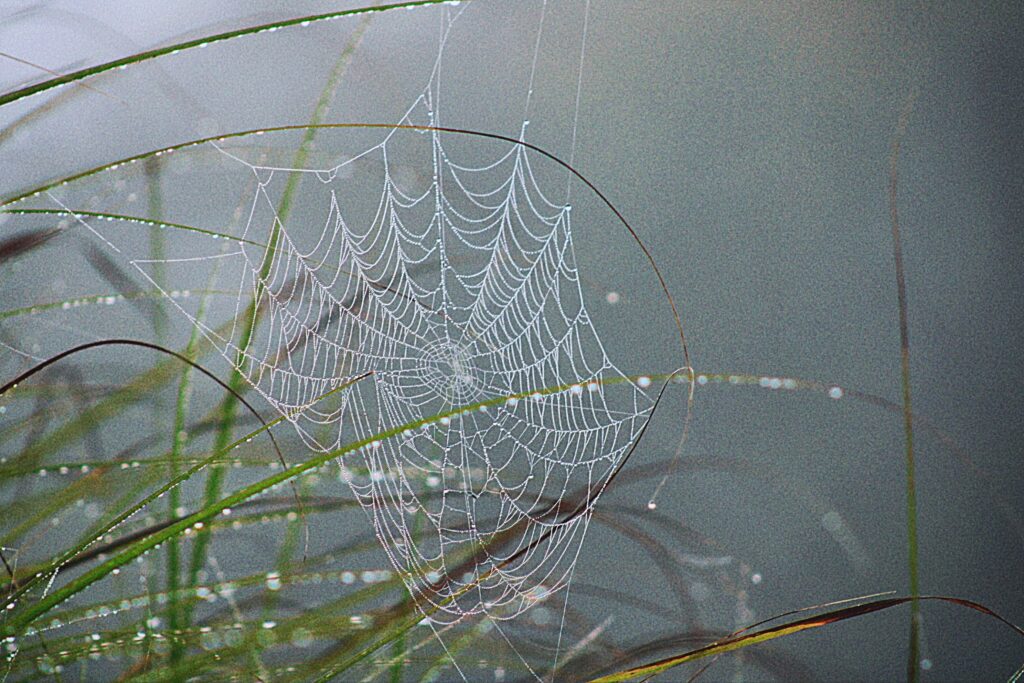 Spider mimicking death by curling its legs while lying still