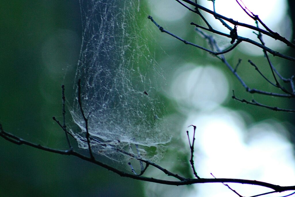 Spider vibrating its web rapidly to confuse predators