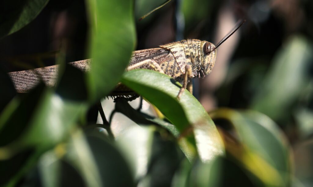 Aircraft spraying pesticide over a swarm of locusts in flight