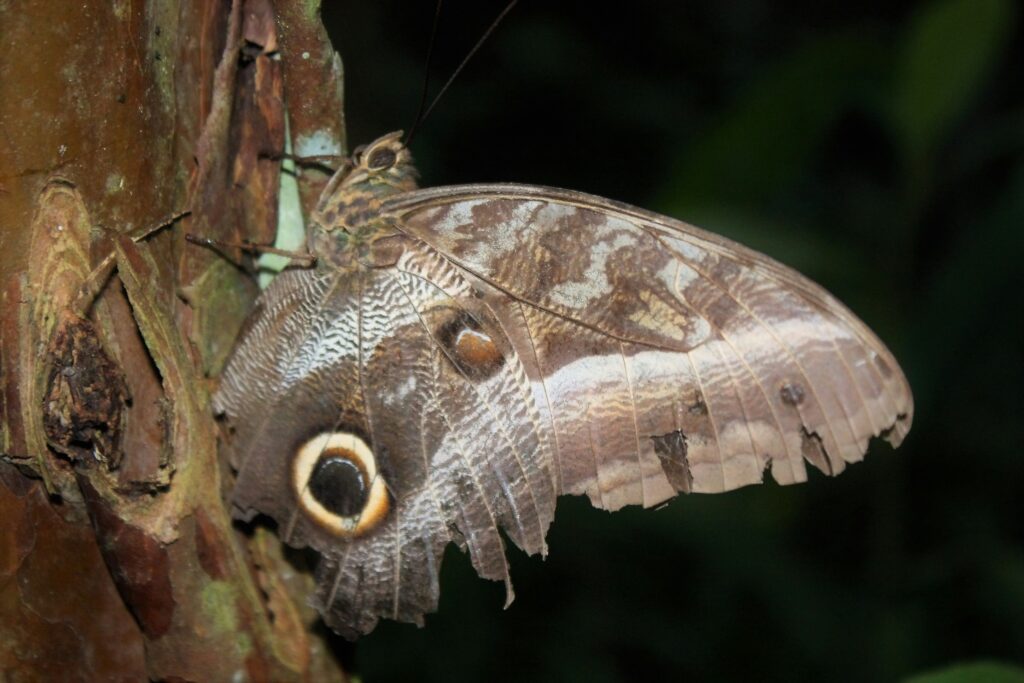 Close-up of an owl butterfly with striking eyespots resembling an owl's face