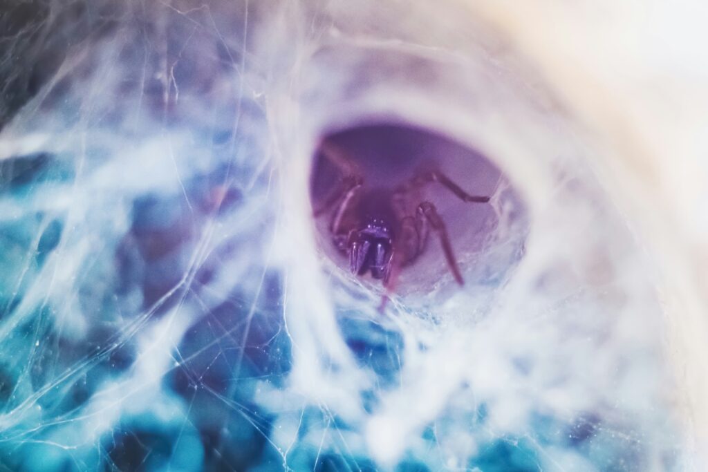 Human heart illustration with spider venom compounds blocking clot formation