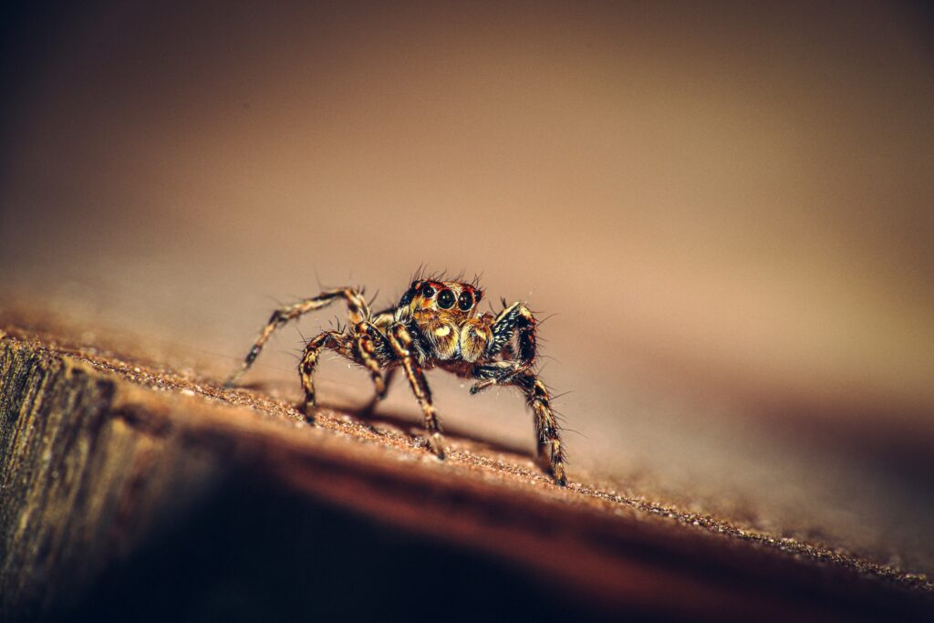 Graphic showing fear-based depictions of black widows and brown recluses