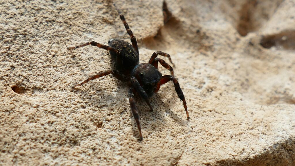 Comparison chart of symptoms from black widow and brown recluse bites