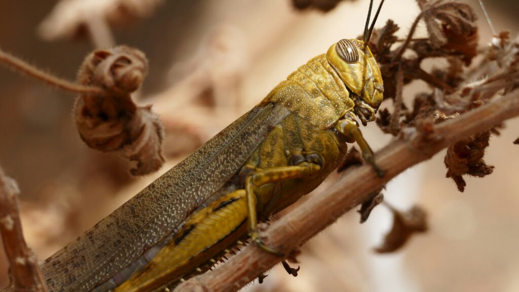 Historical illustration of locust plagues devastating ancient crops