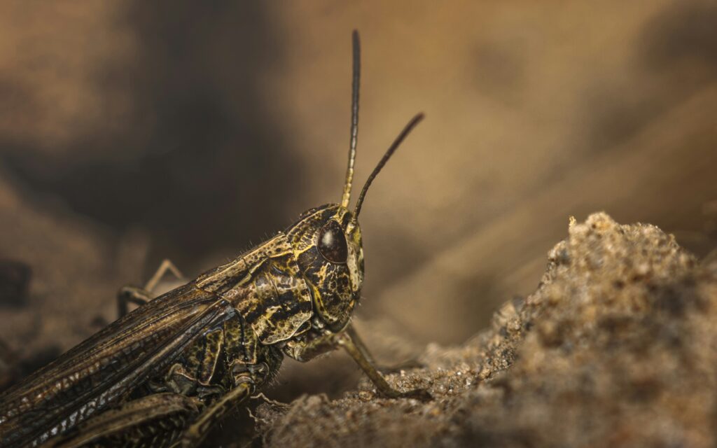 Satellite image and radar system used to predict and track locust movements
