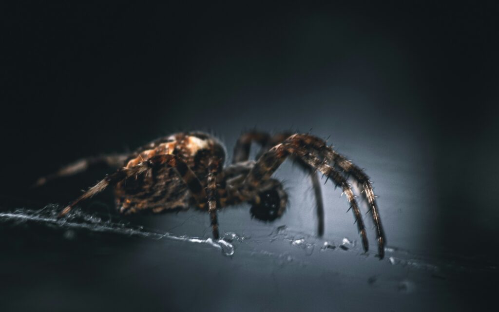 Conceptual image of a person afraid of spiders with a brown recluse in background