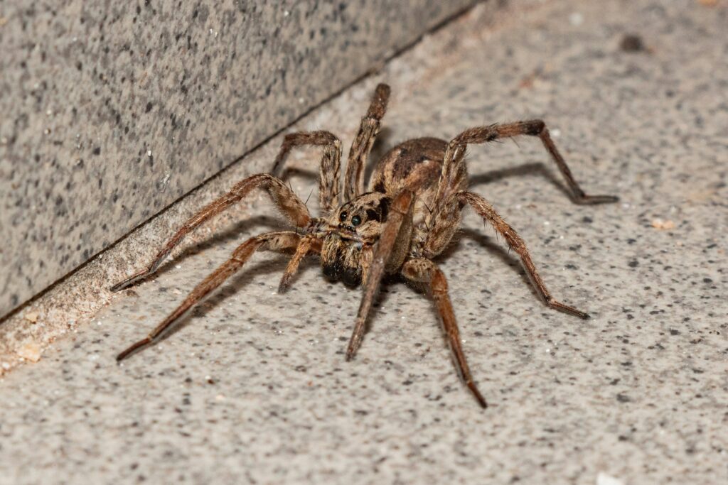 Image of a daddy long-legs spider with myth-busting text overlay