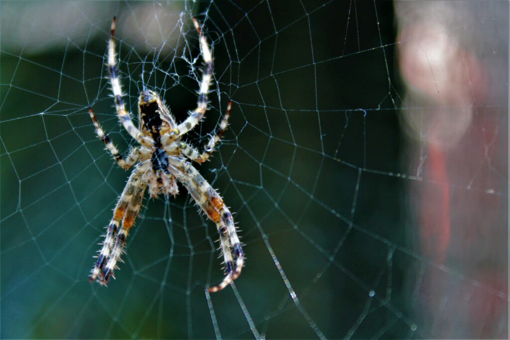 Scientist studying spider under a lab microscope