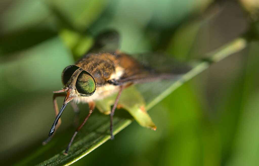 Tiny midge pollinating a cacao flower, vital for chocolate production