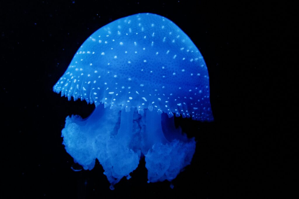 Diagram showing the chemical process behind bioluminescence in beetles