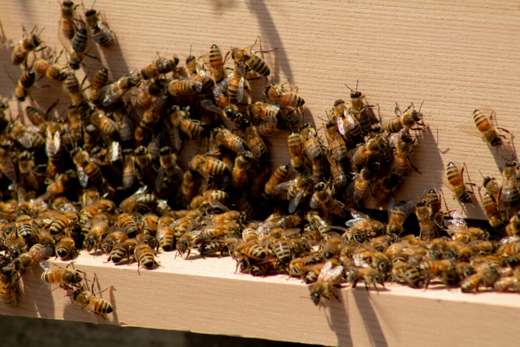 Locust swarm shifting direction in response to environmental signals