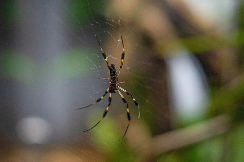 Aggressive spider in attack position triggered by heat or disturbance