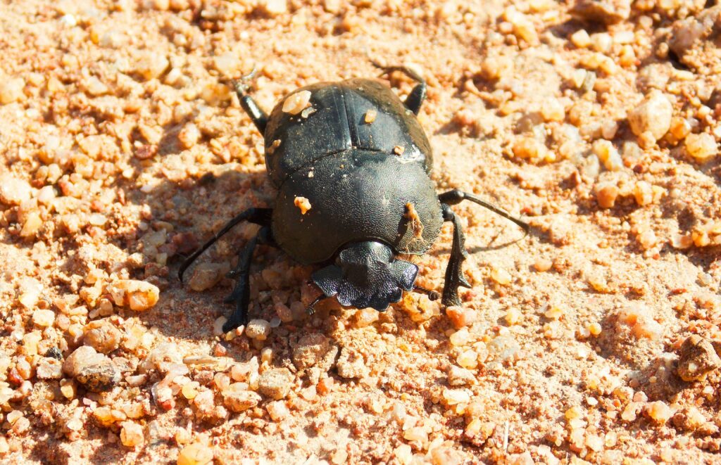 Namib desert beetle