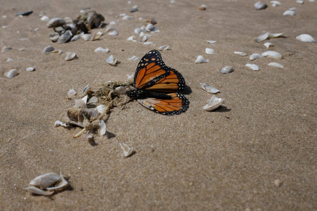 Monarch butterflies flying during Day of the Dead festival in central Mexico