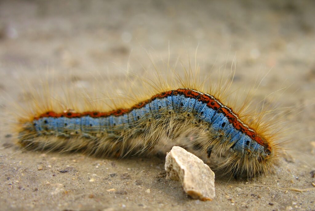 A large centipede coiled in a rocky enclosure