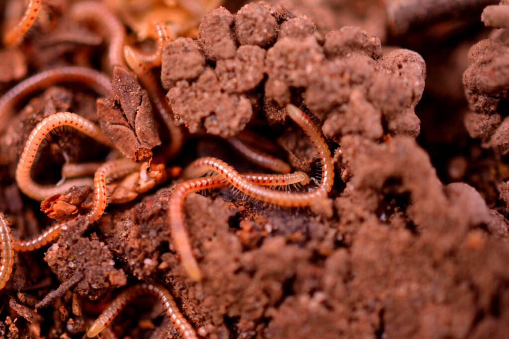 Farmer composting organic matter with worms and microbes enriching farmland soil