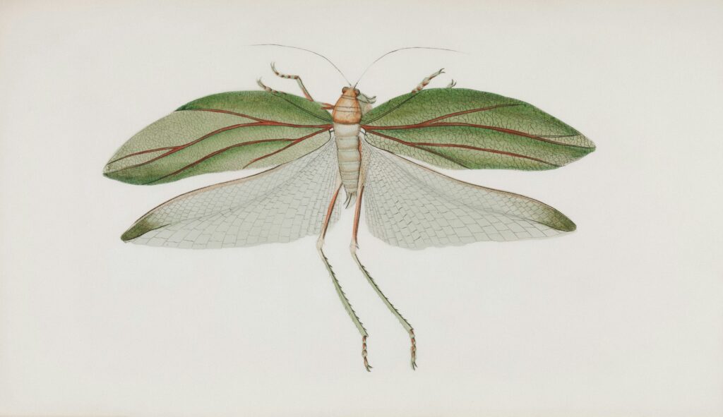 Renaissance-era naturalist sketching detailed insects in a notebook