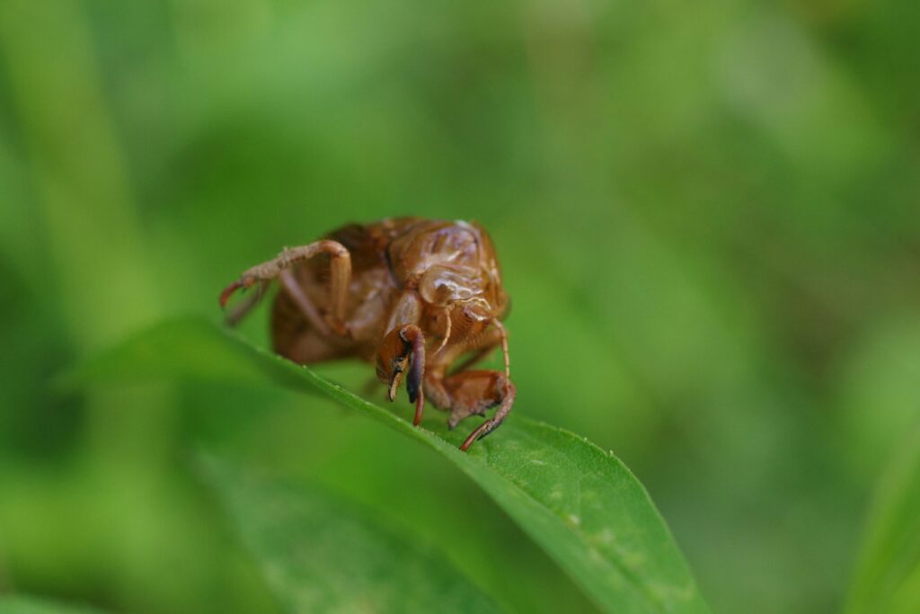 Illustration showing myth vs reality of brown recluse spider danger