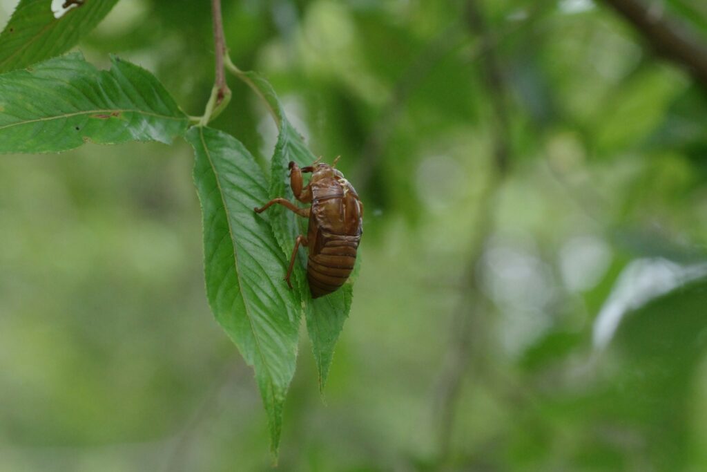 A group of 17-year cicadas emerging from the soil onto tree bark
