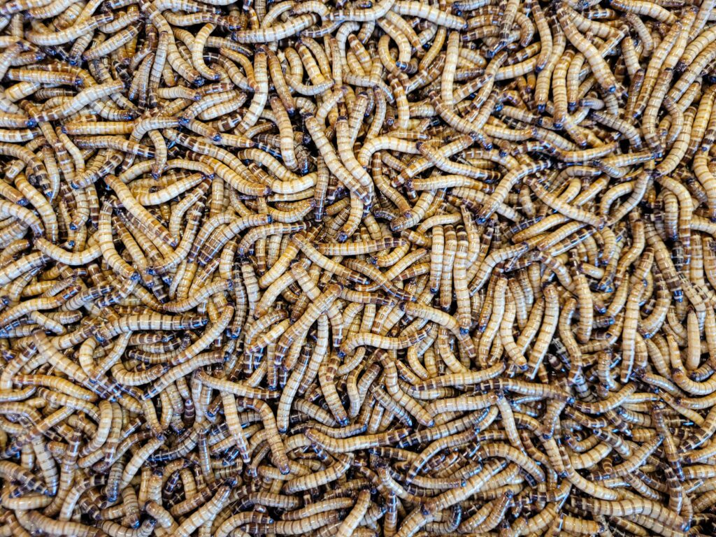 Queen termite inside a colony with worker termites surrounding her