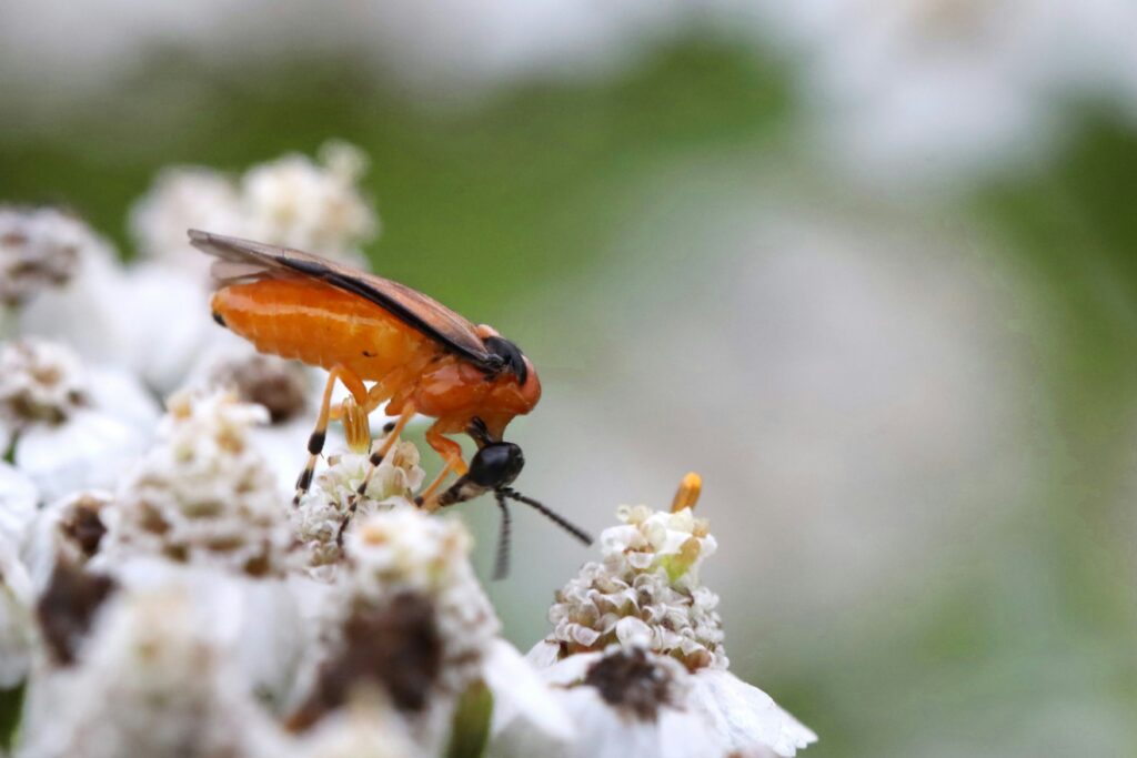 Beetle crawling on fallen wood in boreal forest habitat