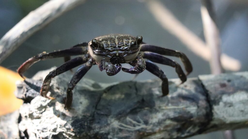 Comparison photo of true black widow and lookalike spiders