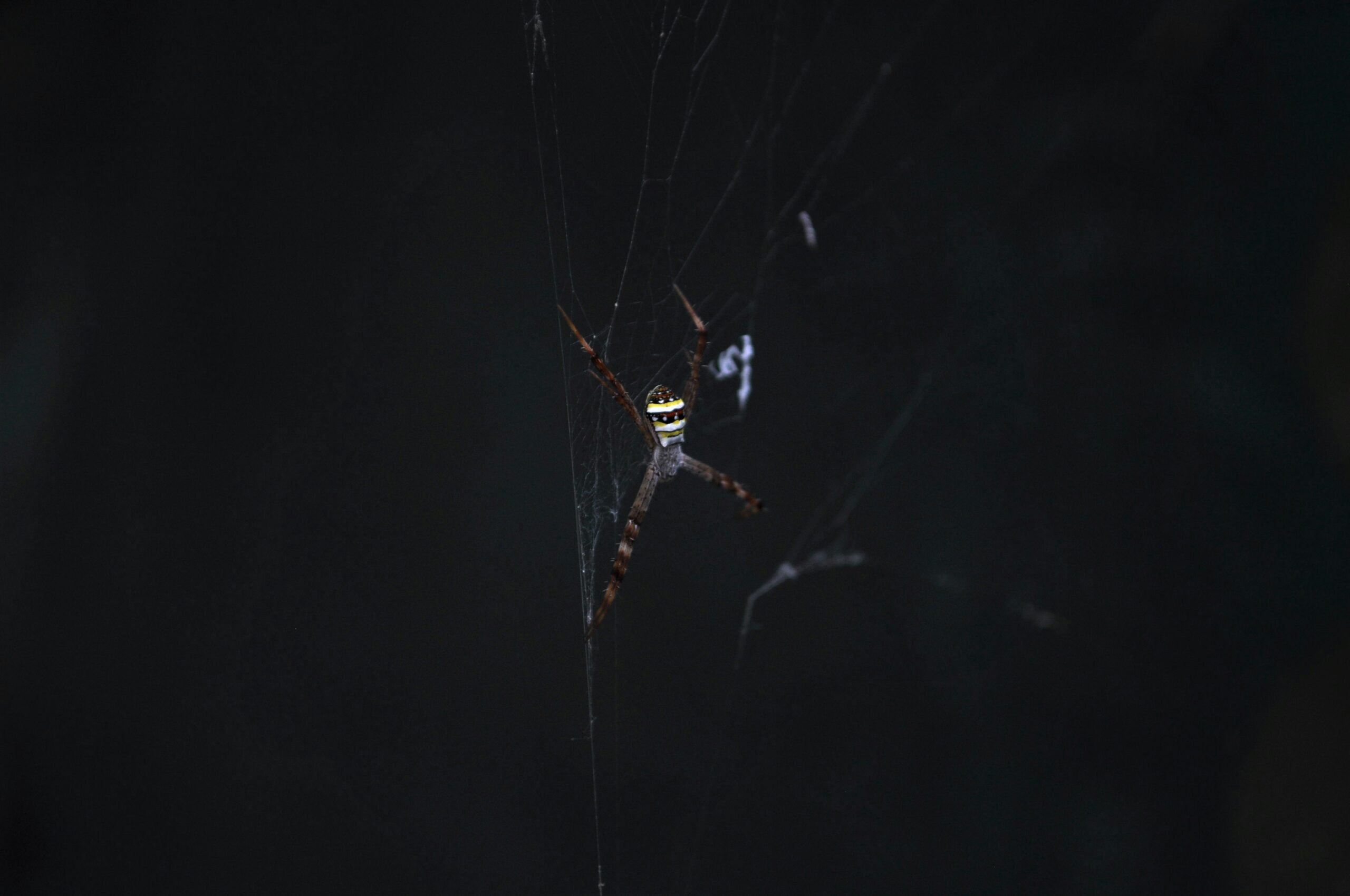 A Yellow Sac Spider glowing bright green under UV light