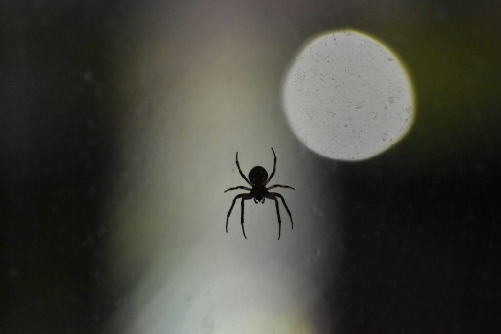 Researcher studying spider fluorescence using advanced UV equipment