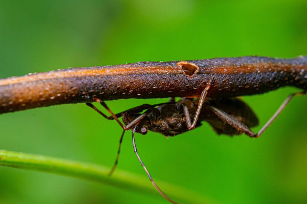 Close-up of stick insect eggs and life cycle illustration from egg to adult