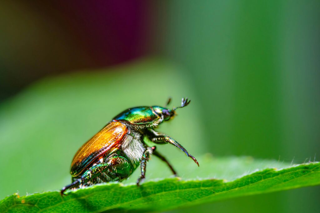 Comparison image of soldier beetle on plant vs pesticide spray on crops