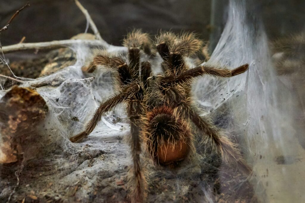 Trapdoor spider's silk-lined burrow with hidden camouflaged entrance