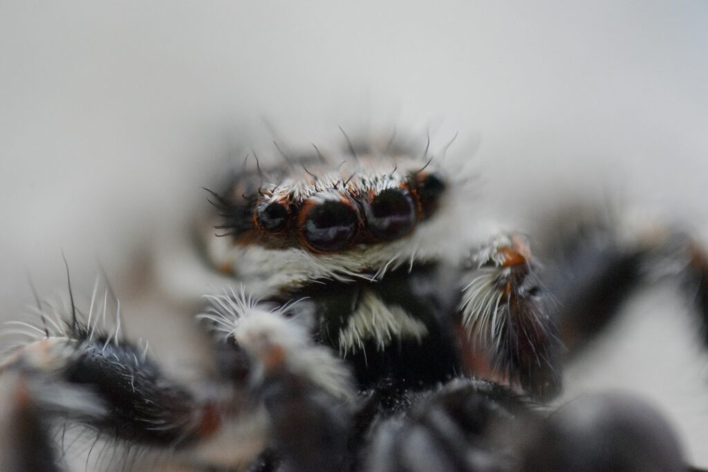 A chart or graphic showing tarantula temperaments from calm to aggressive