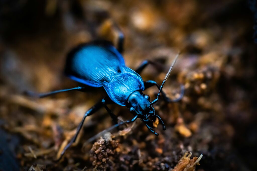 A glowing beetle warding off a predator using light as a defense mechanism