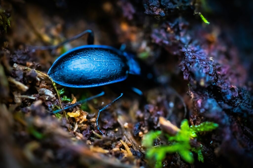 Evolutionary chart showing the development of bioluminescence in beetles