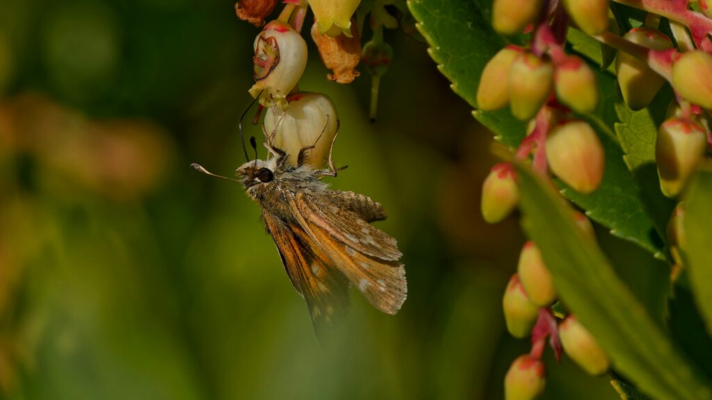 Fly pollinating a prehistoric-looking flower or cycad cone