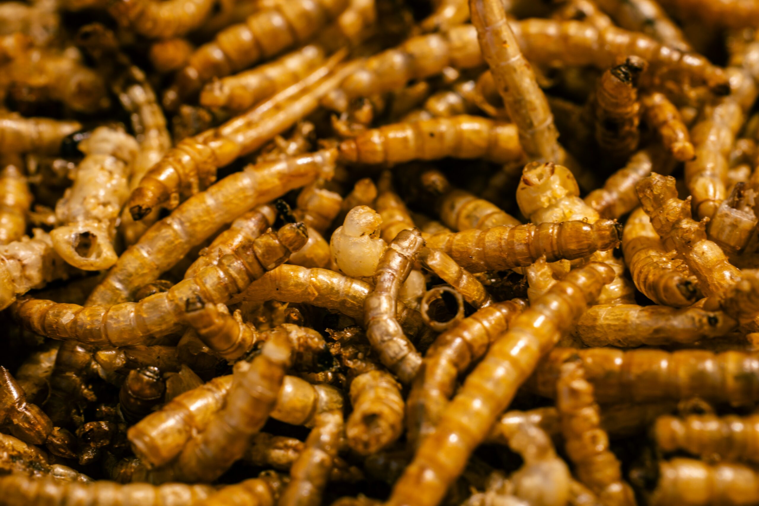 Queen termite inside a colony with worker termites surrounding her