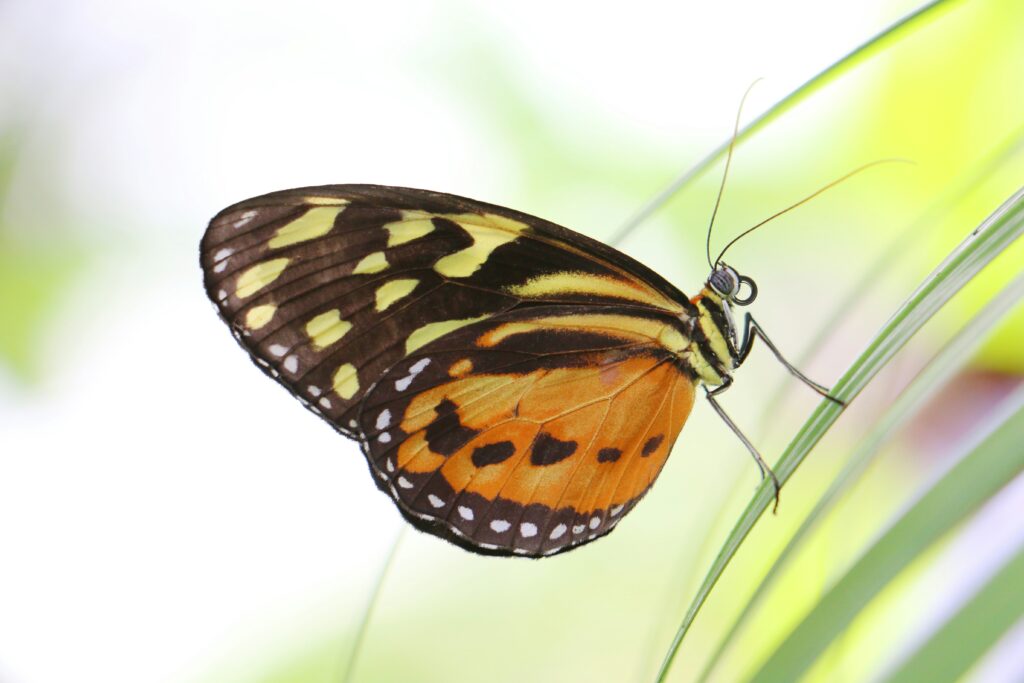19th-century illustration comparing leaf and butterfly