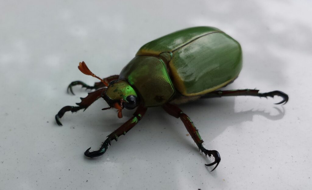 A massive Titan beetle displayed on a researcher’s hand