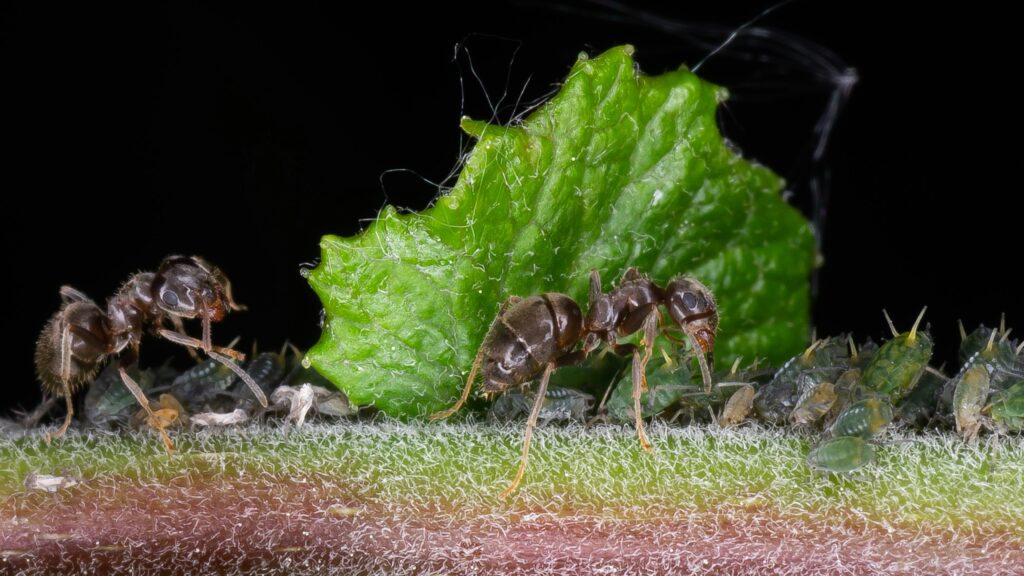 Scientist in lab examining soil samples with ants under a microscope