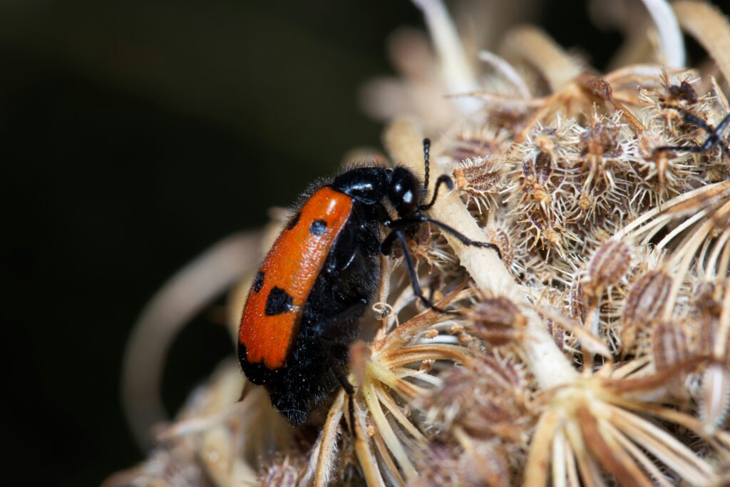 Beetle burrowing into leaf litter to prepare for freezing winter