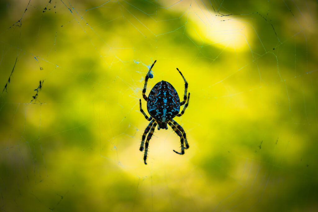 Peacock spider raising its colorful abdomen in a defensive display