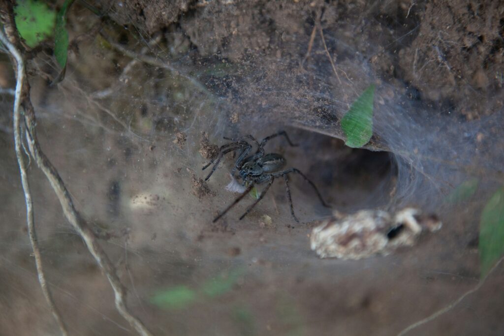 Spider protecting its eggs in a temperature-resistant sac
