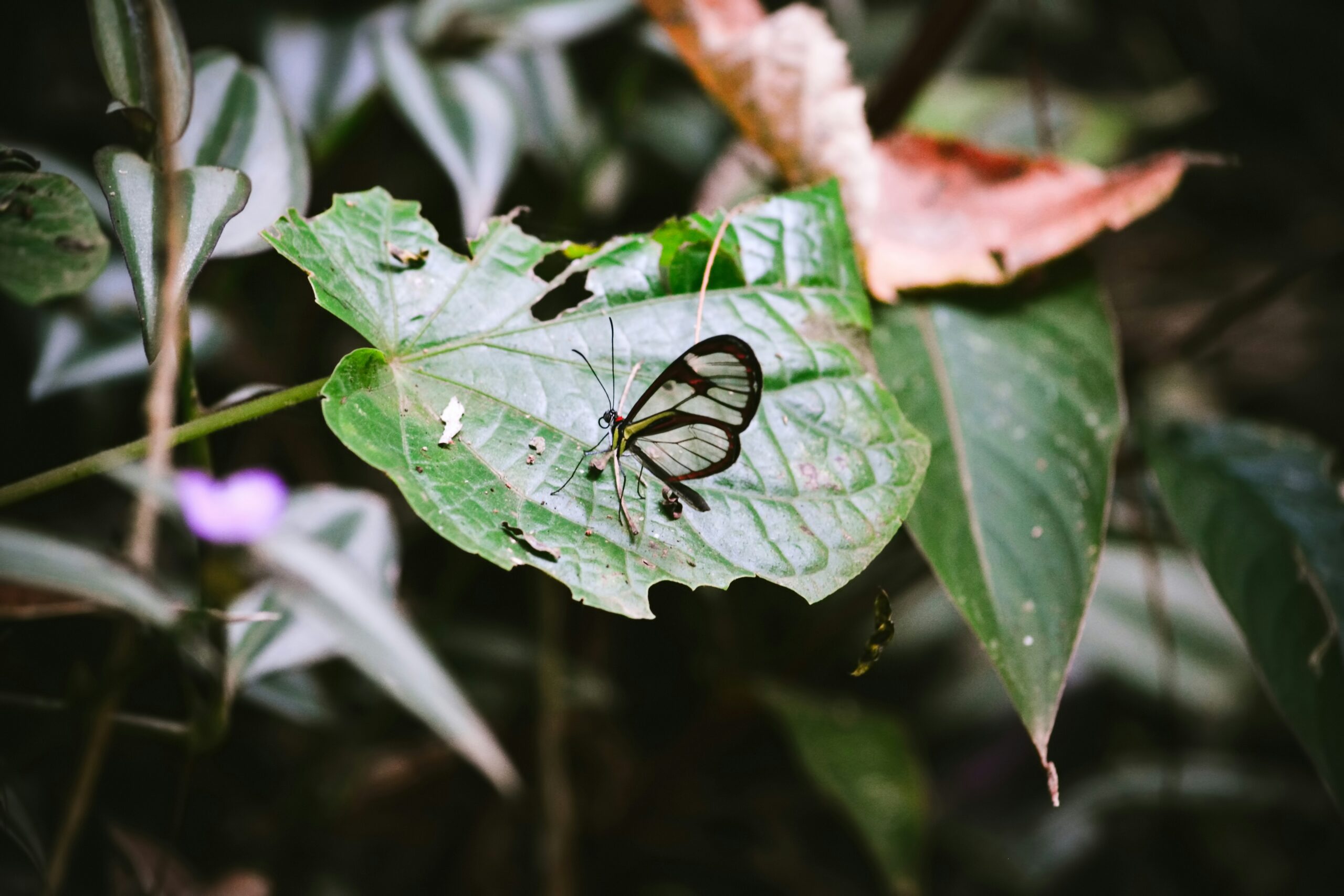 Kallima butterfly camouflaged against leaf litter, resembling a dead leaf