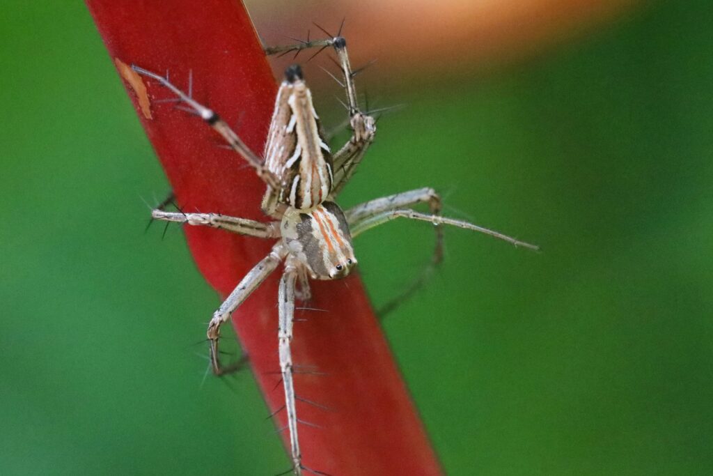 Male peacock spider mid-dance, legs raised and colorful fan spread during courtship